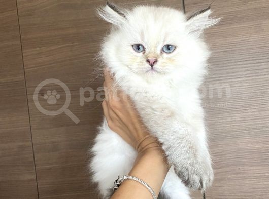 British Longhair Blue Point Dişi Yavrular görsel
