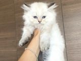 British Longhair Blue Point Dişi Yavrular