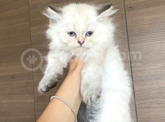 British Longhair Blue Point Dişi Yavrular görsel