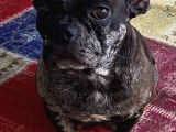 French Bulldog Yetişkin Dişi