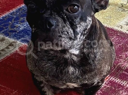French Bulldog Yetişkin Dişi görsel