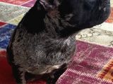 French Bulldog Yetişkin Dişi