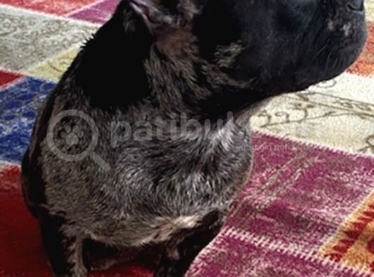 French Bulldog Yetişkin Dişi görsel