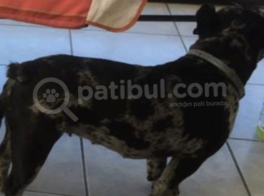 French Bulldog Yetişkin Dişi görsel
