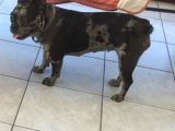 French Bulldog Yetişkin Dişi