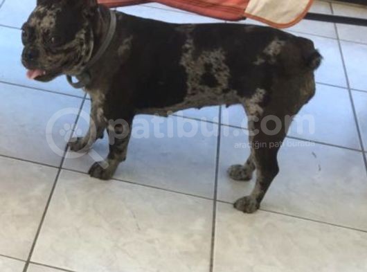 French Bulldog Yetişkin Dişi görsel