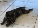 French bulldog yetişkin dişi