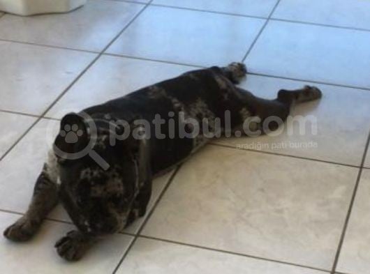 French Bulldog Yetişkin Dişi