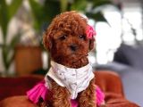 Safkan Toy Poodle Yavrularımız
