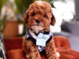 Safkan Toy Poodle Yavrularımız