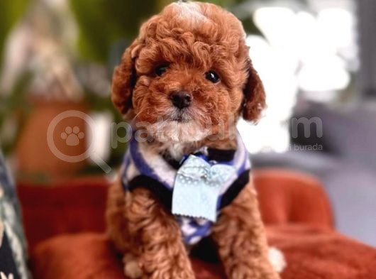 Safkan Toy Poodle Yavrularımız