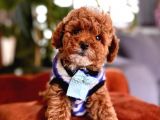 Safkan Toy Poodle Yavrularımız