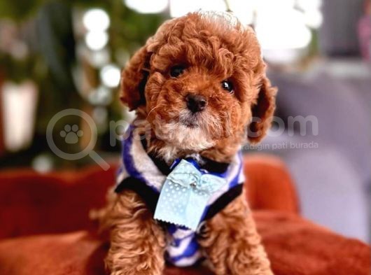 Safkan Toy Poodle Yavrularımız görsel