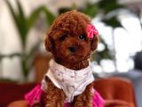 Safkan Toy Poodle Yavrularımız