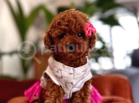 Safkan Toy Poodle Yavrularımız görsel