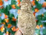 Irk Garanti̇li̇ Malti̇poo Yavrulari