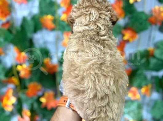 Irk Garanti̇li̇ Malti̇poo Yavrulari görsel