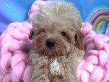 Teacup büyümeyen minik poodlemix maltipoo