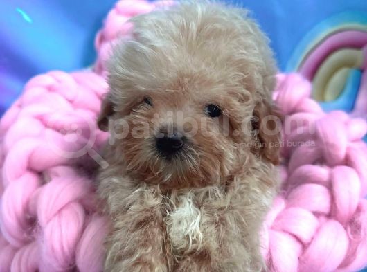 Teacup Büyümeyen Minik Poodlemix Maltipoo