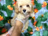 Üreti̇mden Sinirsiz Malti̇poo Yavrulari