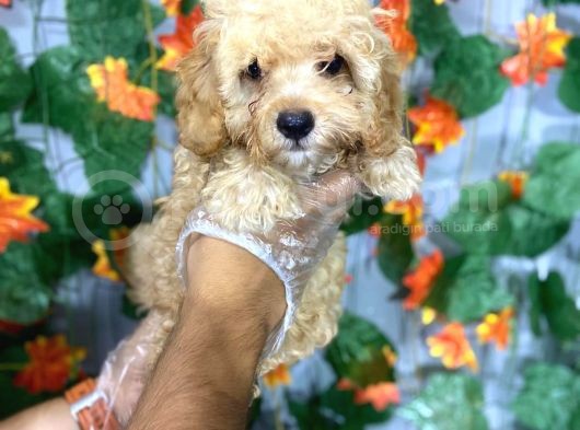 Üreti̇mden Sinirsiz Malti̇poo Yavrulari görsel