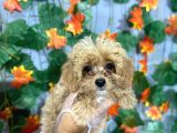 KOKOŞ MALTİPOO YAVRULARI