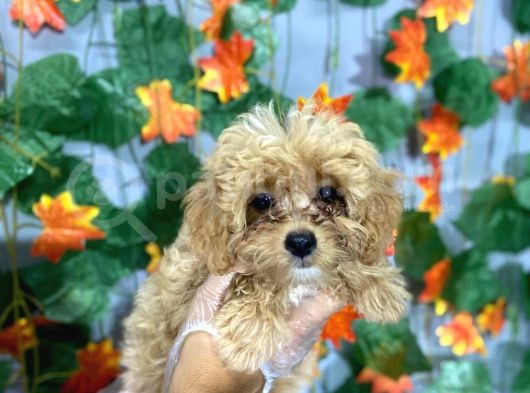 Kokoş Malti̇poo Yavrulari
