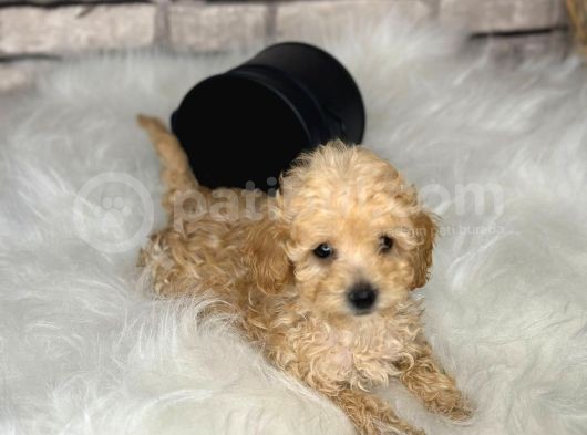 En Sevimli Saf Kan Toy Poodle Yavrular görsel