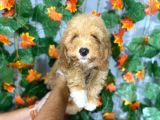 ÜRETİMDEN SINIRSIZ MALTİPOO YAVRULARI