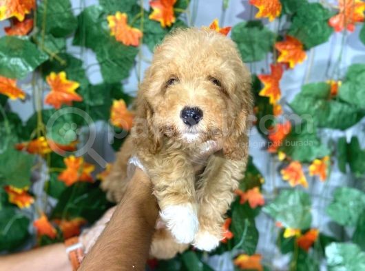 Üreti̇mden Sinirsiz Malti̇poo Yavrulari