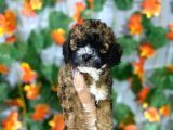 ÖZEL PHANTOM RENK POODLE YAVRULARI