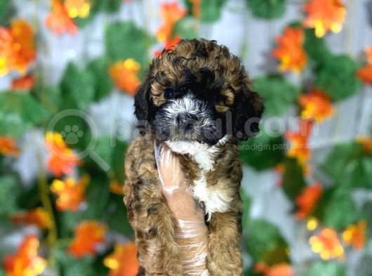 Özel Phantom Renk Poodle Yavrulari