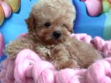 Teacup Büyümeyen Minik Poodlemix Maltipoo