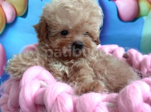 Teacup Büyümeyen Minik Poodlemix Maltipoo görsel