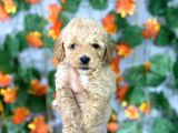 APRİCOT SAFKAN POODLE YAVRULARI