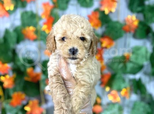 Apri̇cot Safkan Poodle Yavrulari