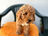 Safkan Irk Garantili  Toy Poodle Yavrularimiz