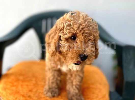 Safkan Irk Garantili  Toy Poodle Yavrularimiz görsel