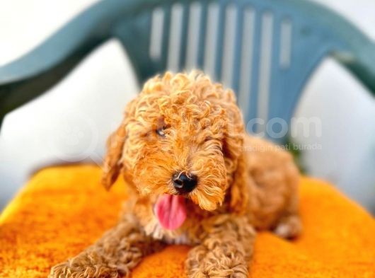 Safkan Irk Garantili  Toy Poodle Yavrularimiz görsel