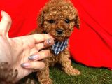Tüy Dökmez Koku Yapmaz A Kali̇te Toy Poodle Bebekleri̇mi̇z