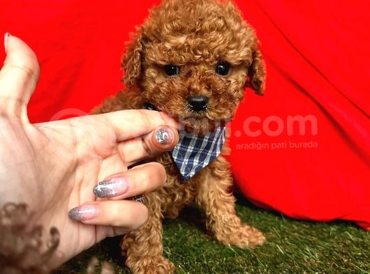Tüy Dökmez Koku Yapmaz A Kali̇te Toy Poodle Bebekleri̇mi̇z görsel