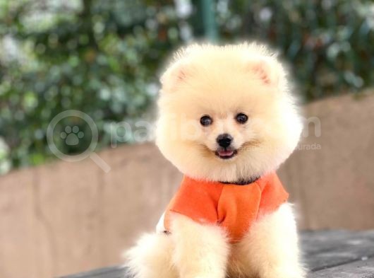 Pomeranian Boo Teddy Face Erkek Yavrumuz görsel
