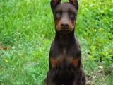 Irkının En Iyisi En Irisi Doberman Yavrularımız