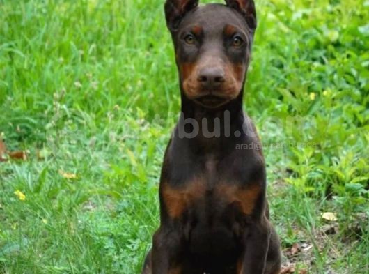 Irkının En Iyisi En Irisi Doberman Yavrularımız görsel