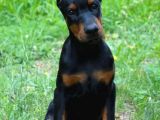 Irkının En Iyisi En Irisi Doberman Yavrularımız
