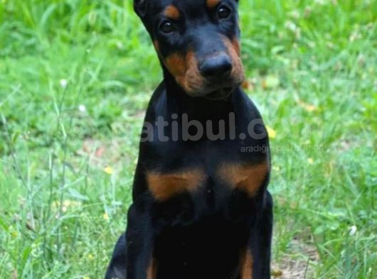 Irkının En Iyisi En Irisi Doberman Yavrularımız görsel