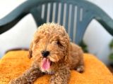 Safkan irk garantili  toy poodle yavrularimiz