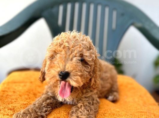 Safkan Irk Garantili  Toy Poodle Yavrularimiz