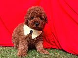 Tüy Dökmez Koku Yapmaz A Kali̇te Toy Poodle Bebekleri̇mi̇z