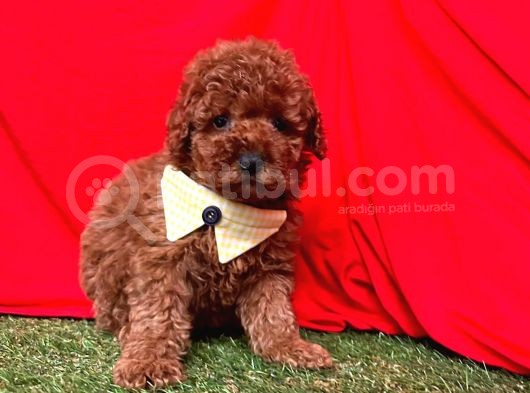 Tüy Dökmez Koku Yapmaz A Kali̇te Toy Poodle Bebekleri̇mi̇z görsel